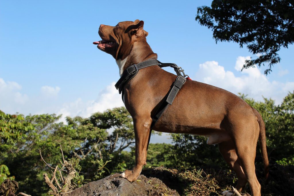 Diferenças importantes nos cuidados de cães de grande porte