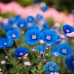Um jardim de flores azuis e rosas