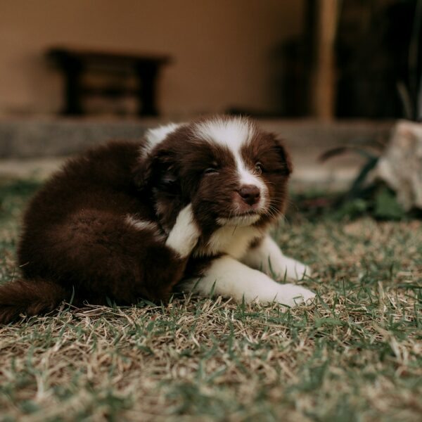 O que passar na pele do cachorro para aliviar a coceira?