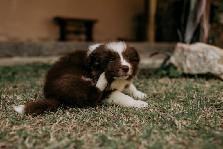 O que passar na pele do cachorro para aliviar a coceira?