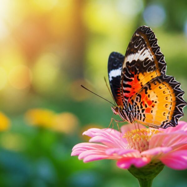 Borboleta colorida pousada em uma flor em um ambiente natural tranquilo com luz suave e vegetação ao fundo.